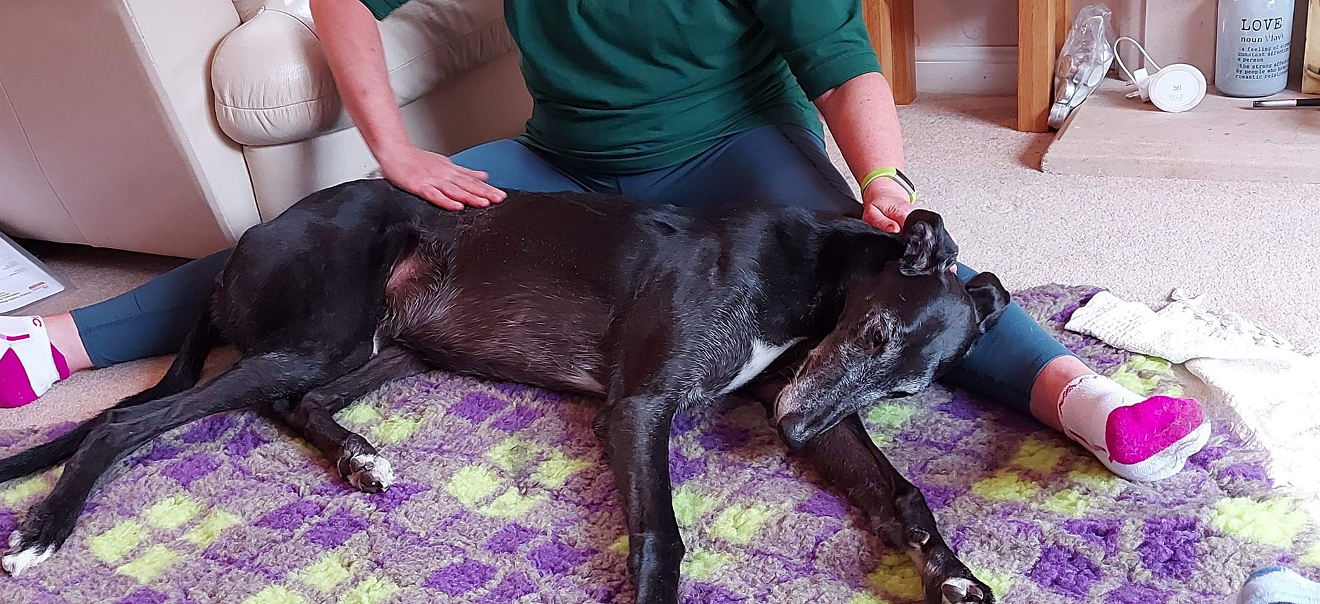 Clinical Canine Massage Therapy - Warkworth