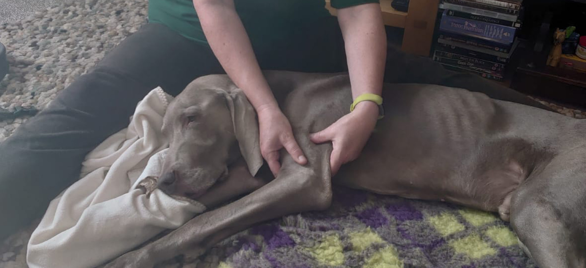 Clinical Canine Massage Therapy - Warkworth