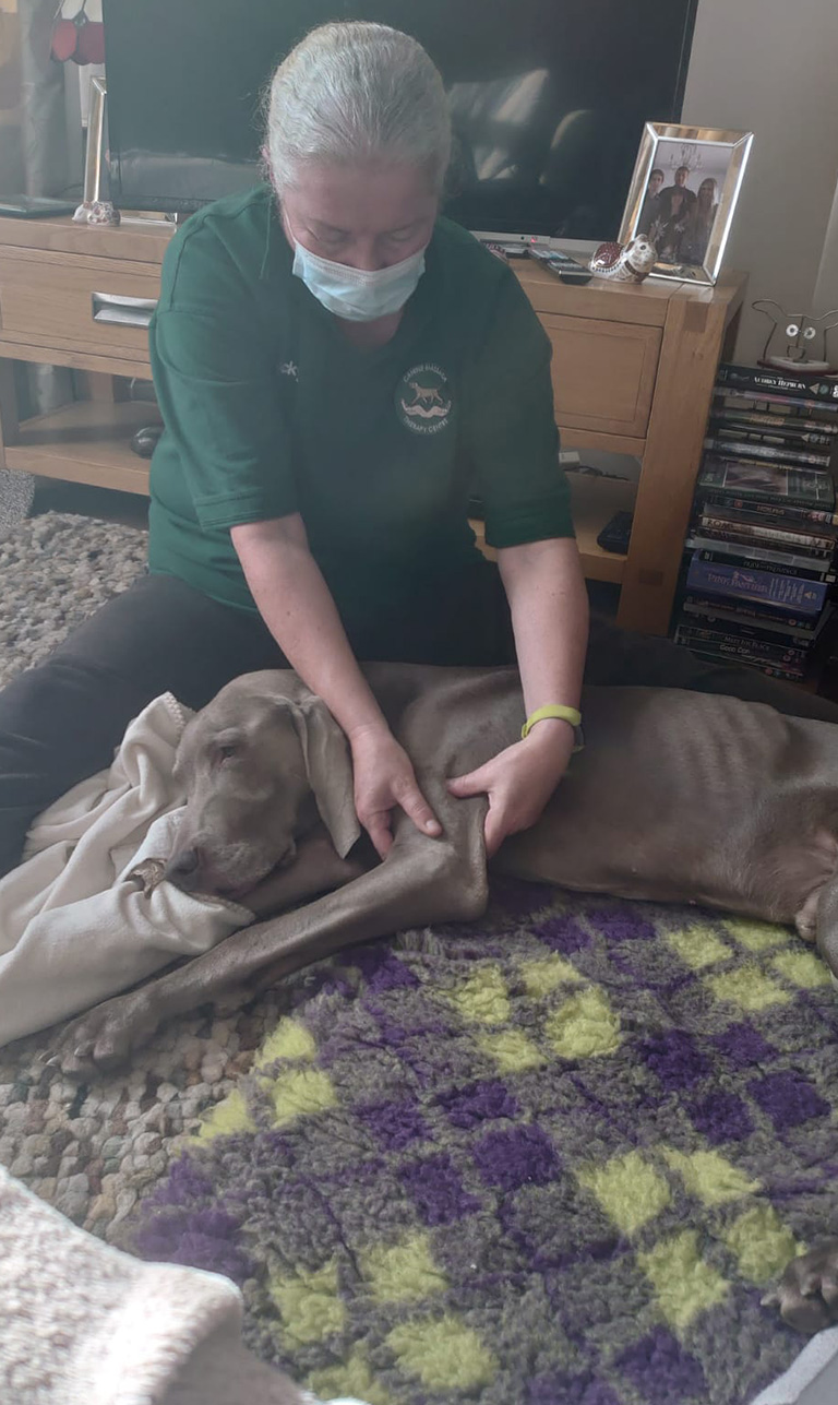 Clinical Canine Massage Therapy - Warkworth